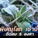 พิษณุโลก-เช้านี้!-อุณหภูมิยอดหญ้าติดลบ-5-องศาเซลเซียส